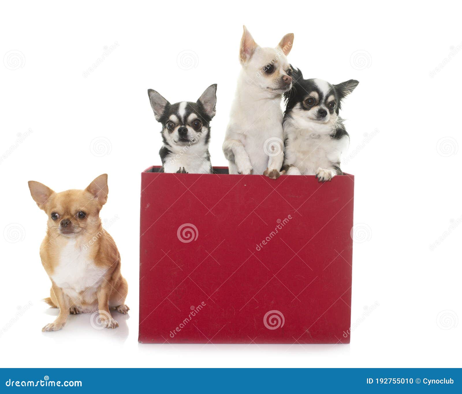 Chihuahuas in box stock photo. Image of four, animal 192755010