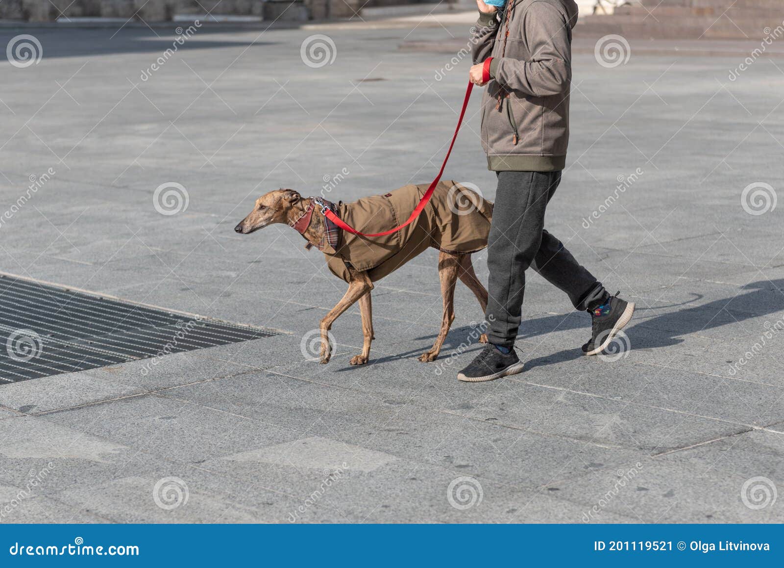 purebred greyhound with a red leash walks next