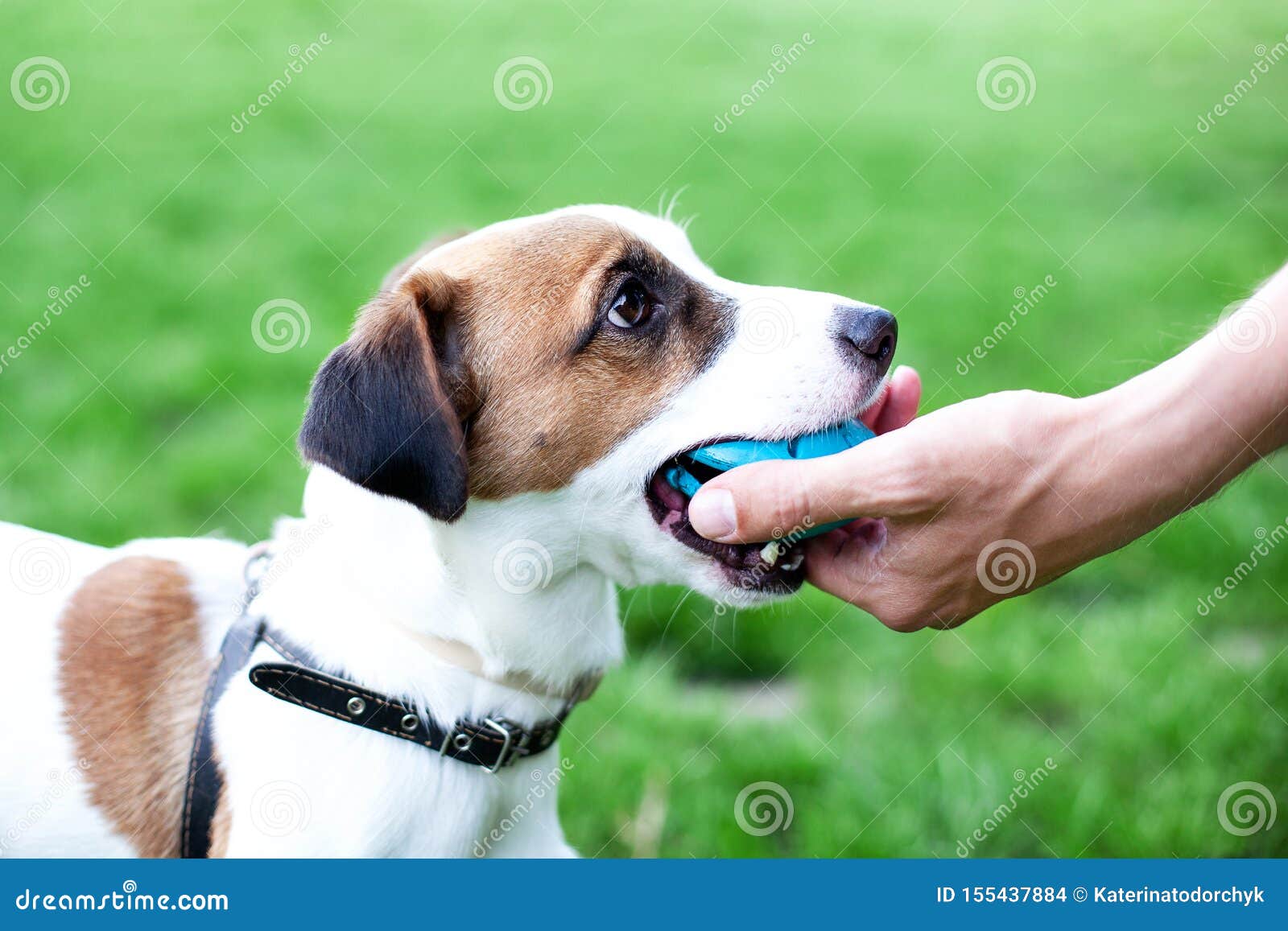 Jogos Do Cão De Bull Terrier Do Inglês Com Uma Bola Imagem de