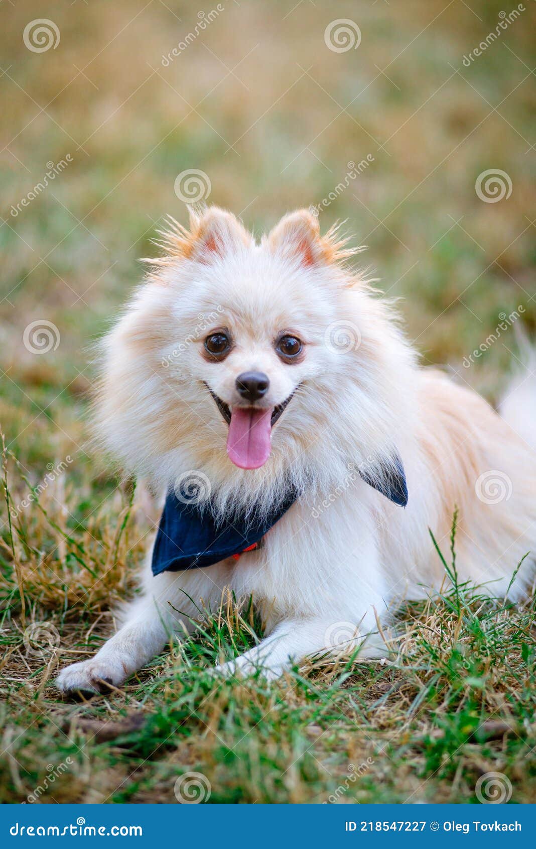 1 142 Japanese Spitz Dog Photos Free Royalty Free Stock Photos From Dreamstime