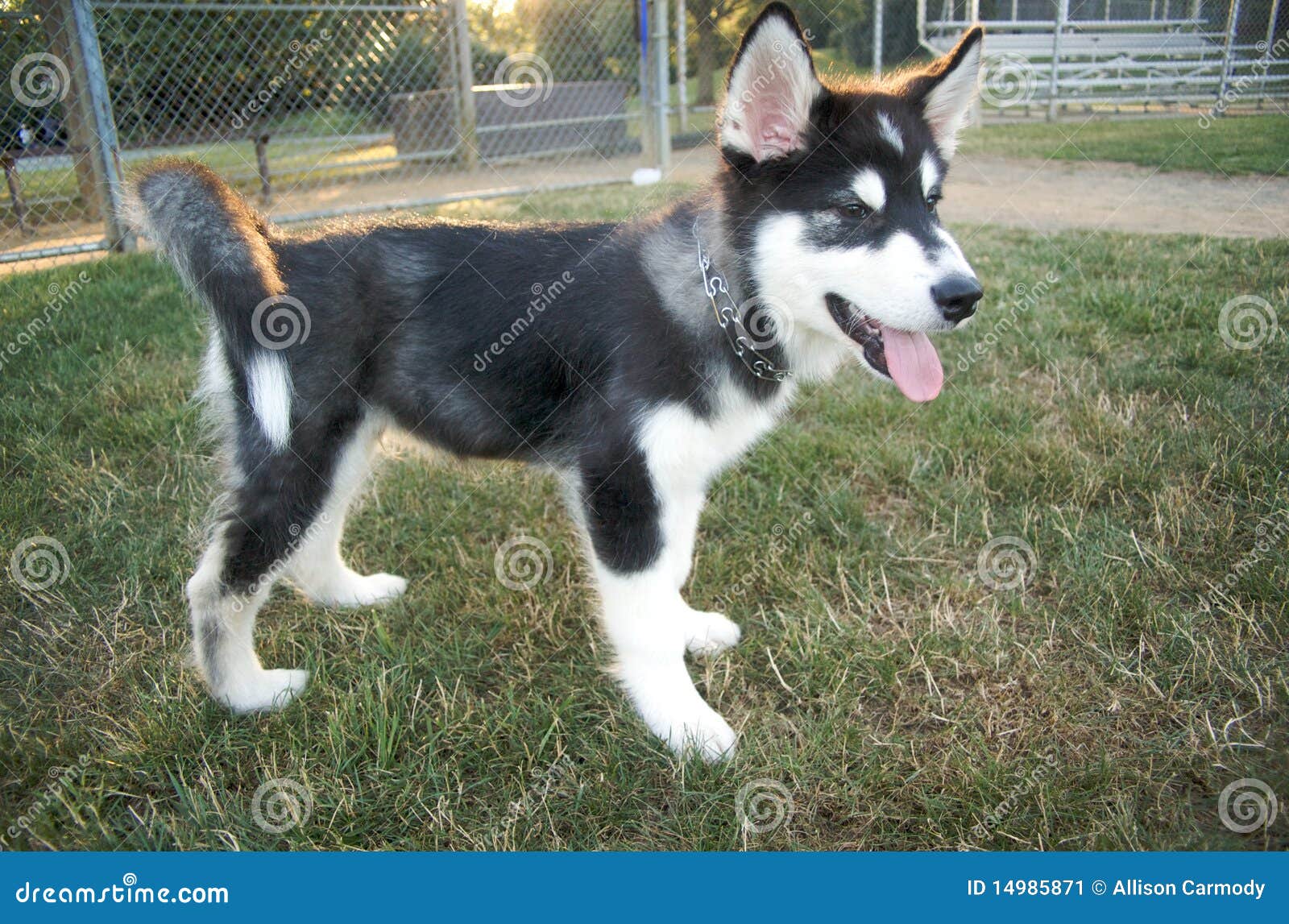 malamute purebred