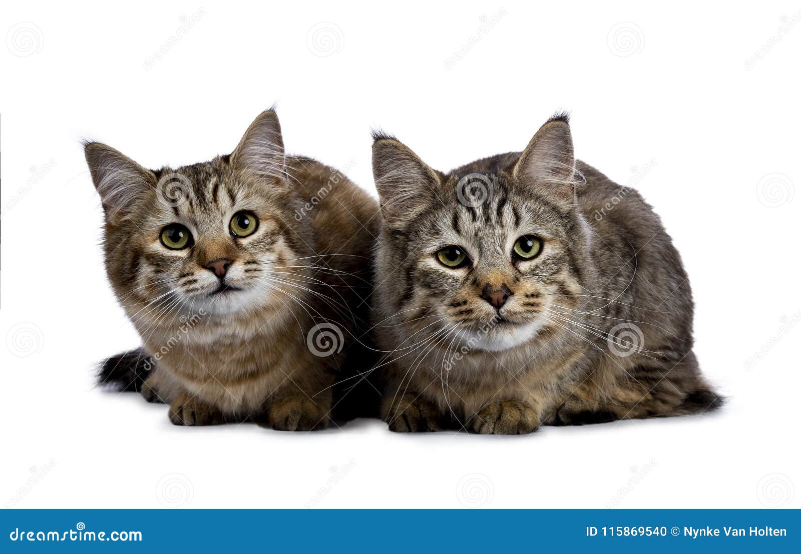 Schaduw schuld Kwade trouw Duo of Two Pixie Bob Cat Kittens Both Laying Down Isolated on White  Background and Facing Camera Stock Photo - Image of girl, bobcat: 115869540