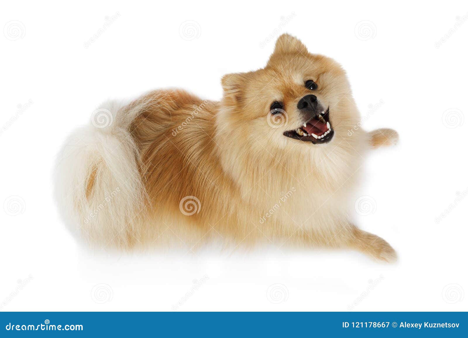 purebred white pomeranian