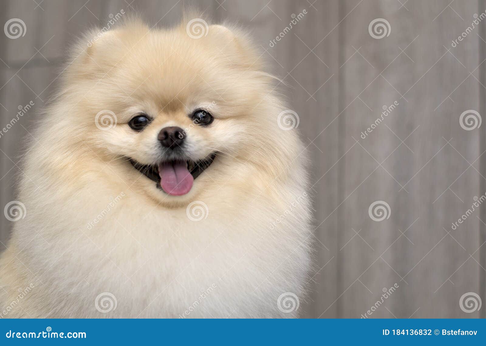 purebred white pomeranian