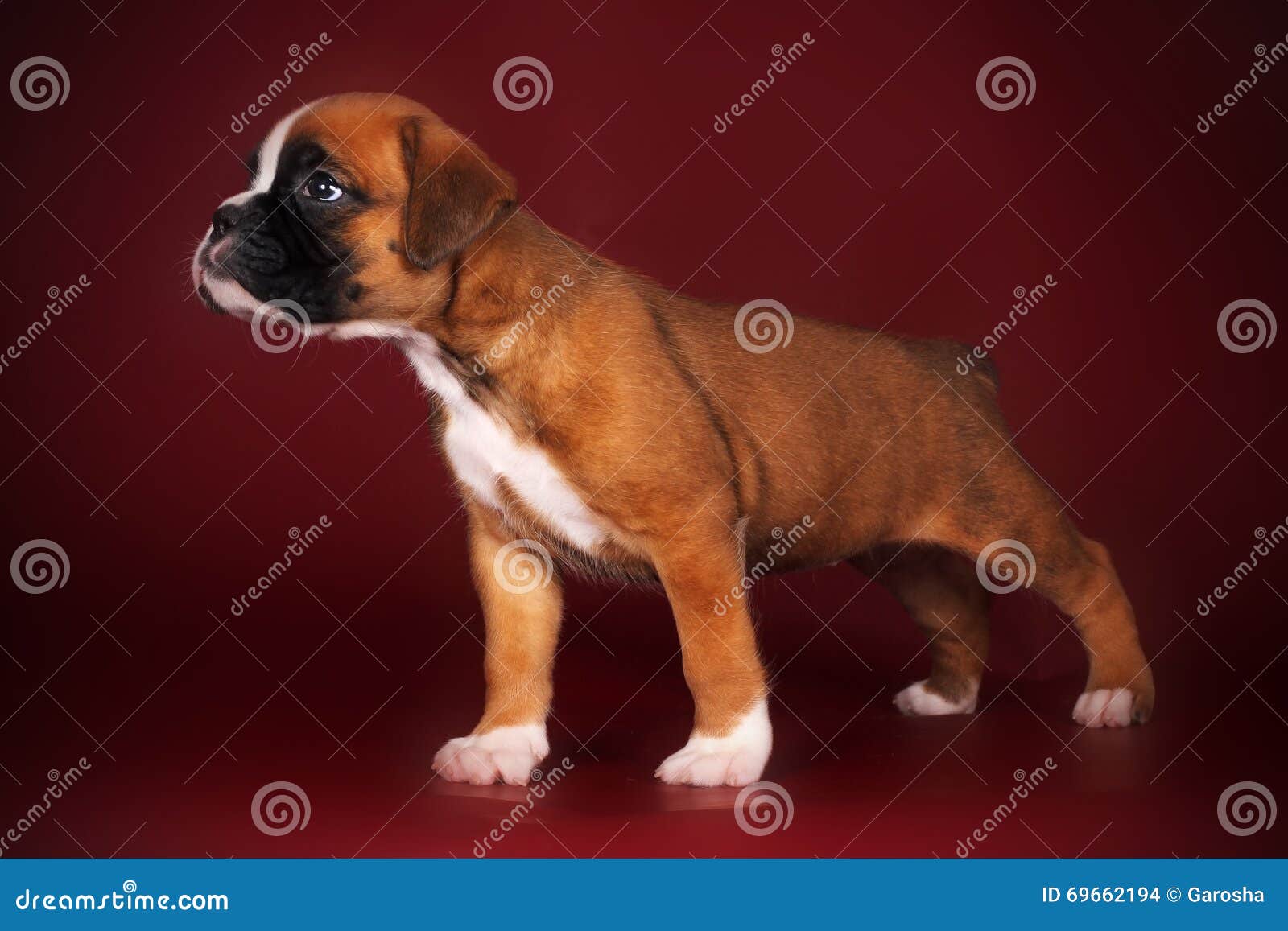 Purebred Red Boxer Puppy Standing Stock Photo Image of bodyguard