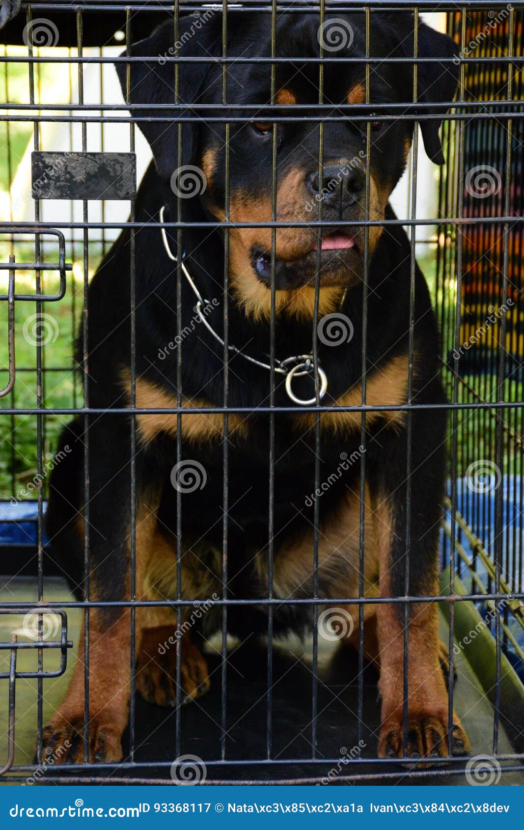 rottweiler cage