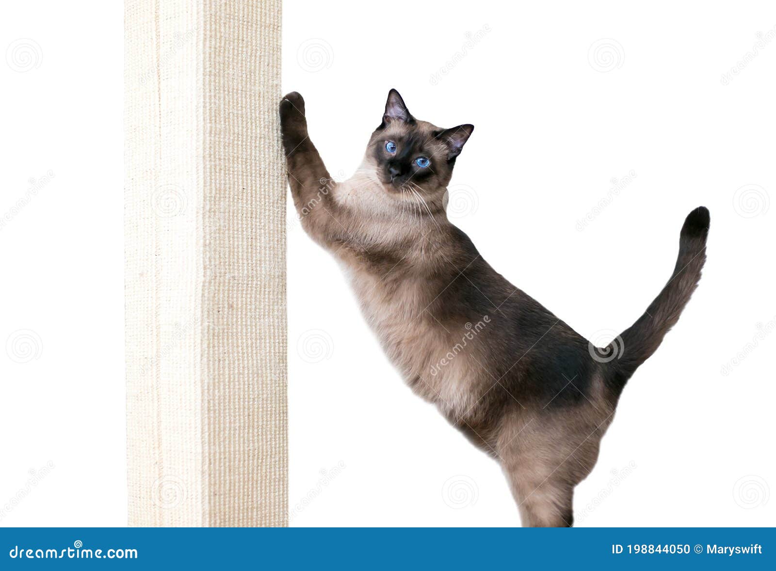 cat using scratching post