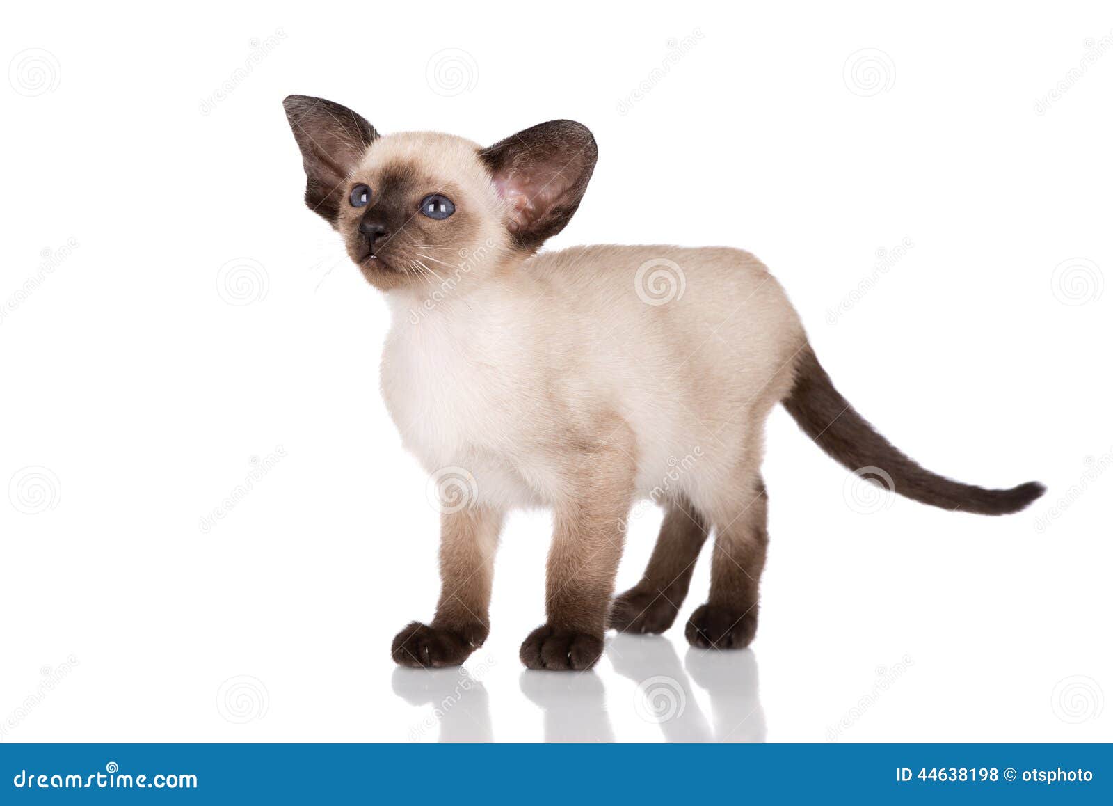 purebred siamese