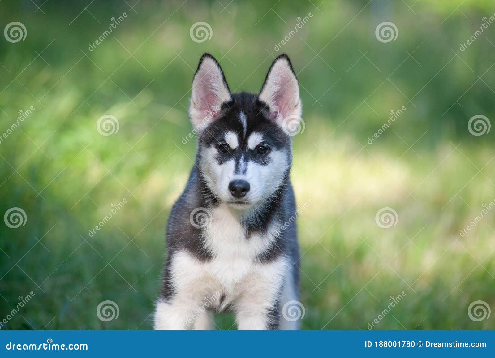 how much are alaskan husky puppies