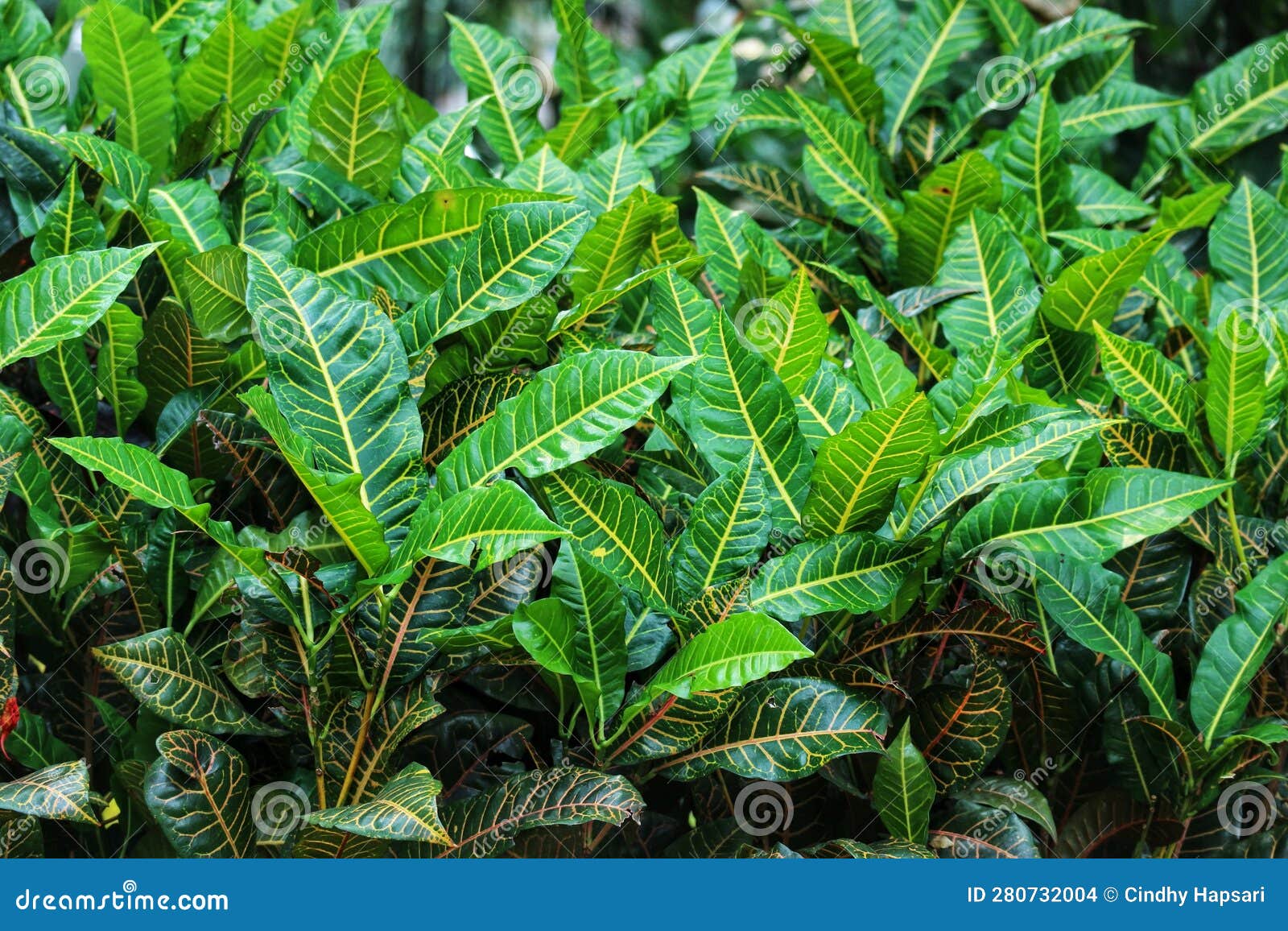 Puring Pudding Oder Croton Codiaeum Variegatum Ist Eine Beliebte Garten