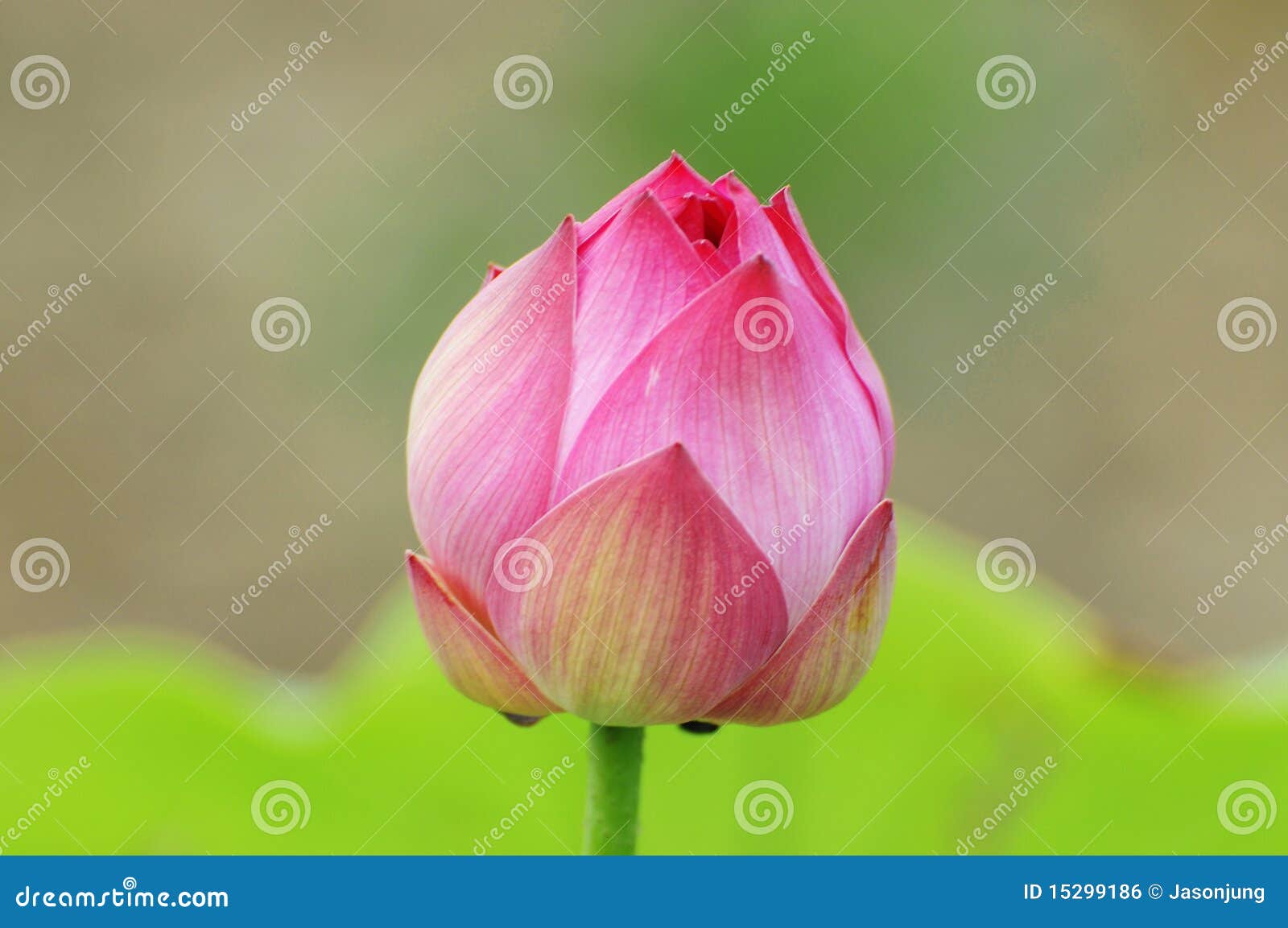 purity color of lotus flower bud