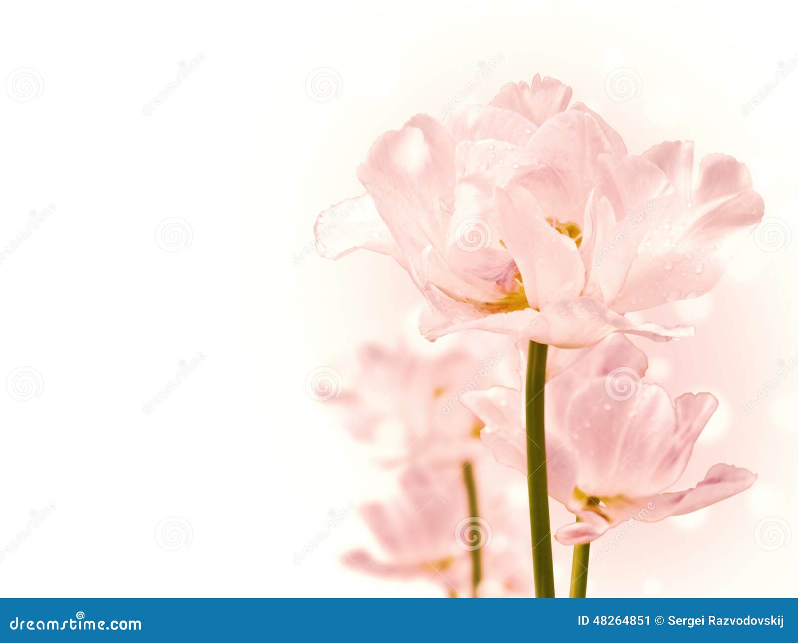 Purity Flowers stock image. Image of romantic, abstract 48264851