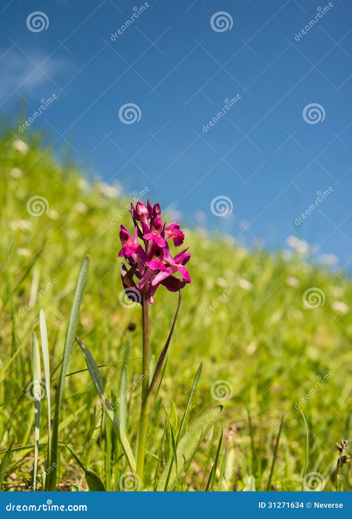 Purpere glomeratabloem. Purpere bloem op een weide met blauwe hemel