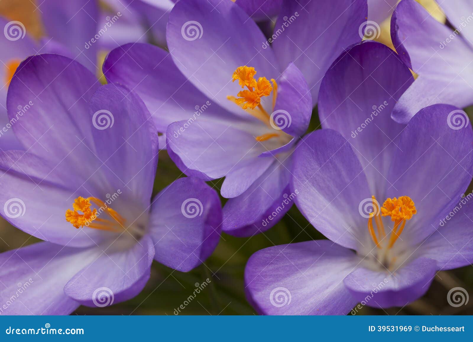 Purpere Krokusbloemen die in de lente bloeien