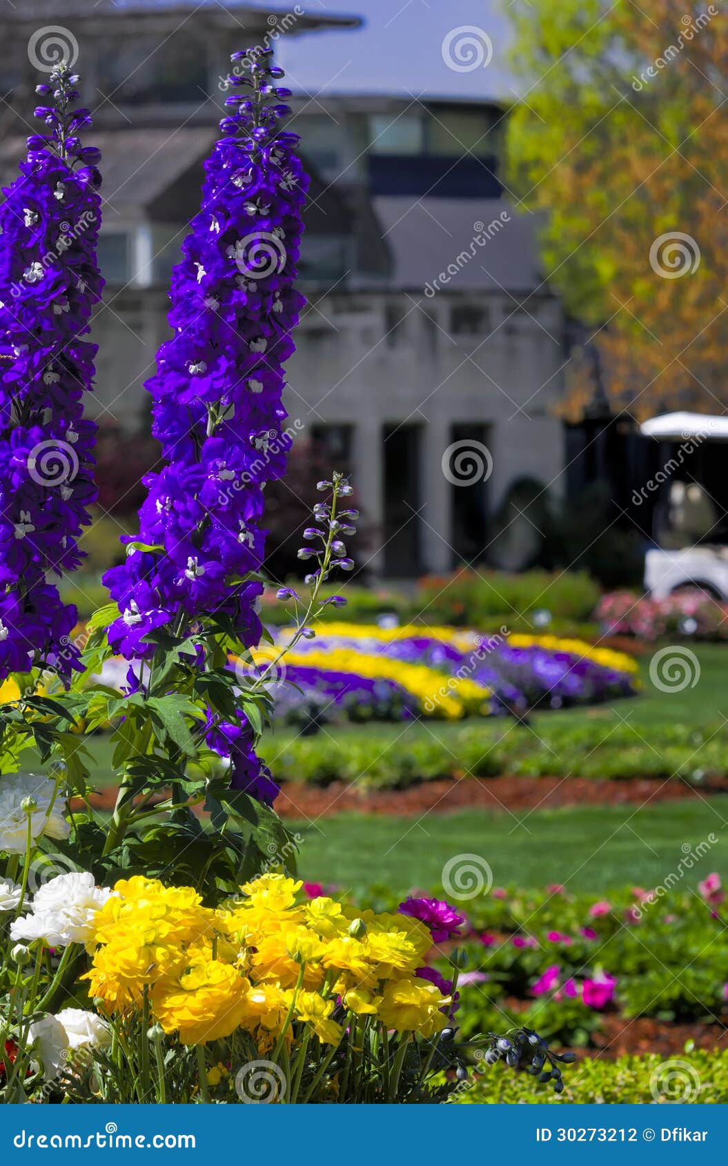 Purpere lupines en gele papavers in Dallas, TX