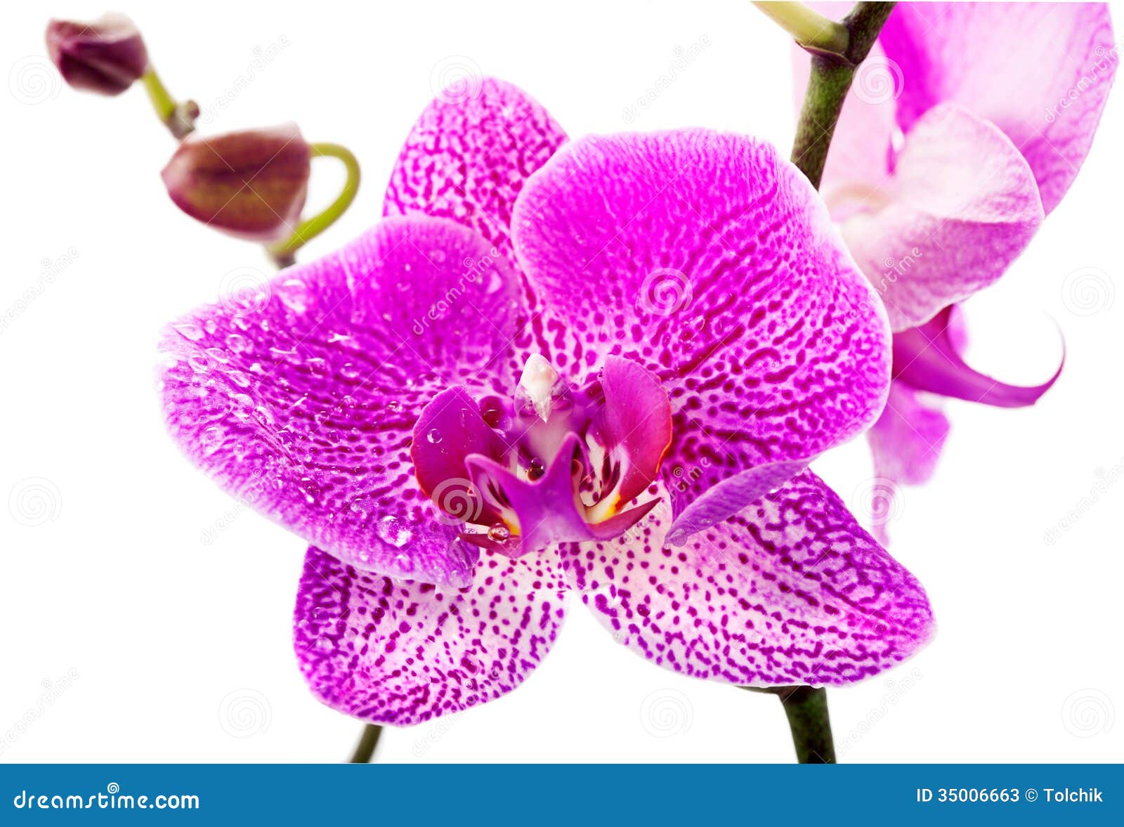 Purpere orchideebloem op een witte achtergrond