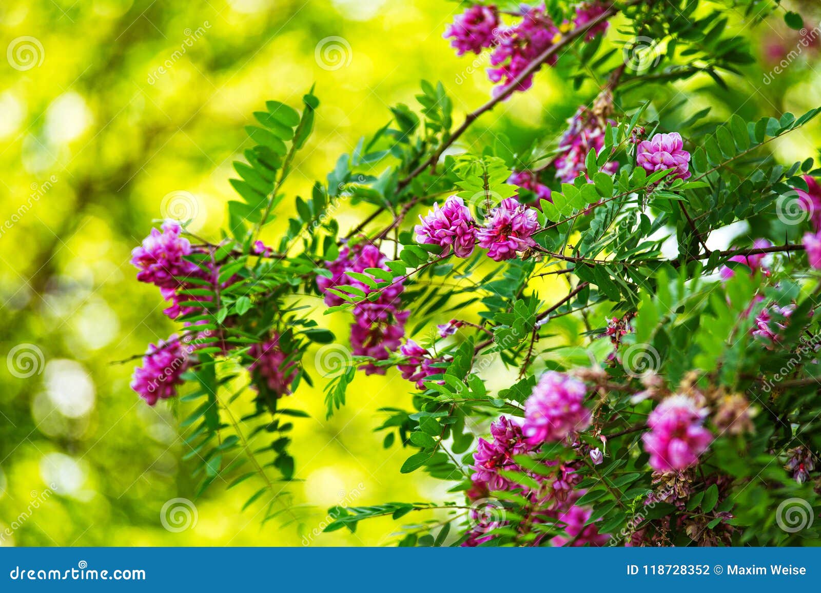 Purple Acacia Tree Blooming. Pink Robinia Flowers Stock Photo - Image of  bloom, flowers: 118728352