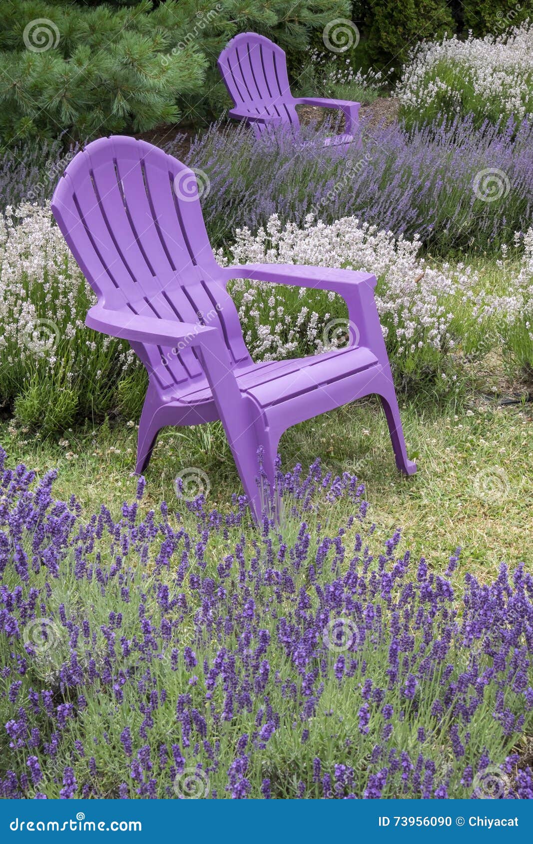 Purple Adirondack Chairs in a Lavender Field 2 Stock Photo Image of