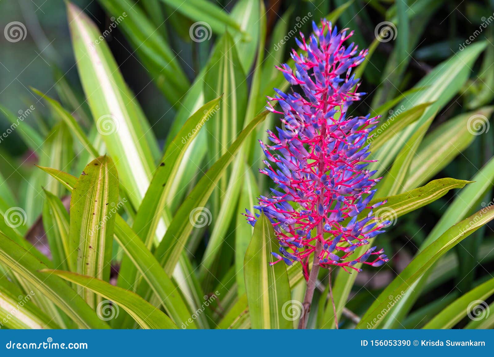 Purple of Aechmea Fasciata Flower with Leaves Stock Photo - Image of  bright, green: 156053390