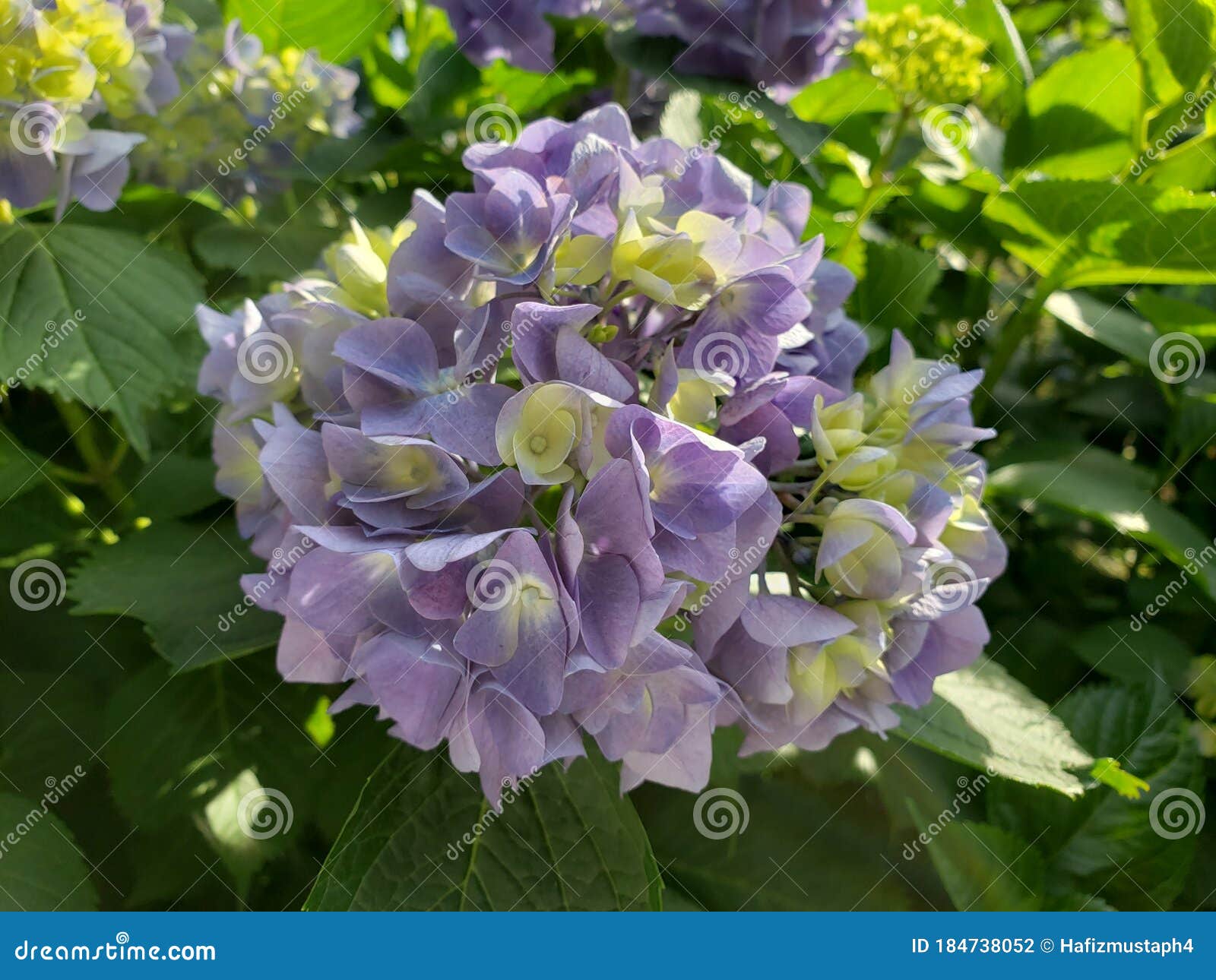 Purple Ajisai Flower In The Park In Japan Ajisai Season Stock Photo Image Of Japan Ajisai