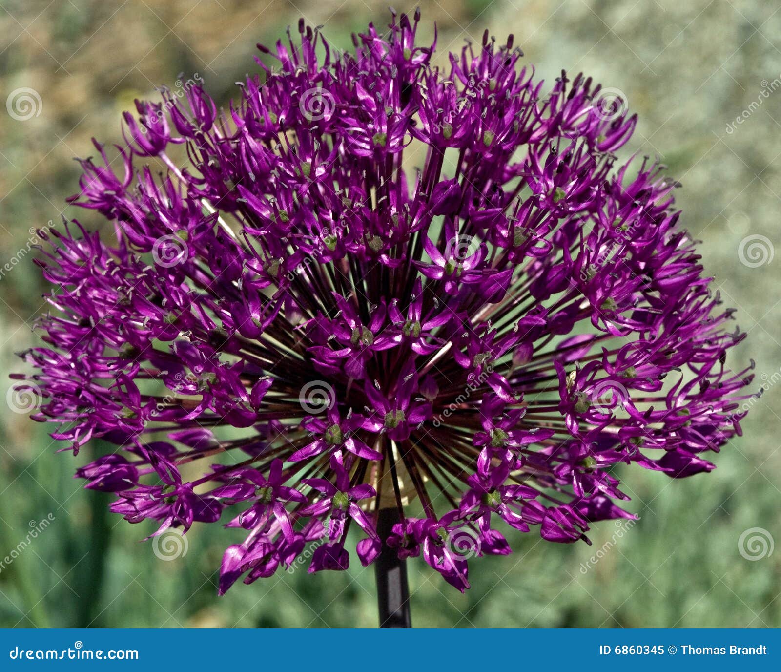 Closeup of Large Ornamental Onion Flower Stock Image Image of blooms, floral 6860345