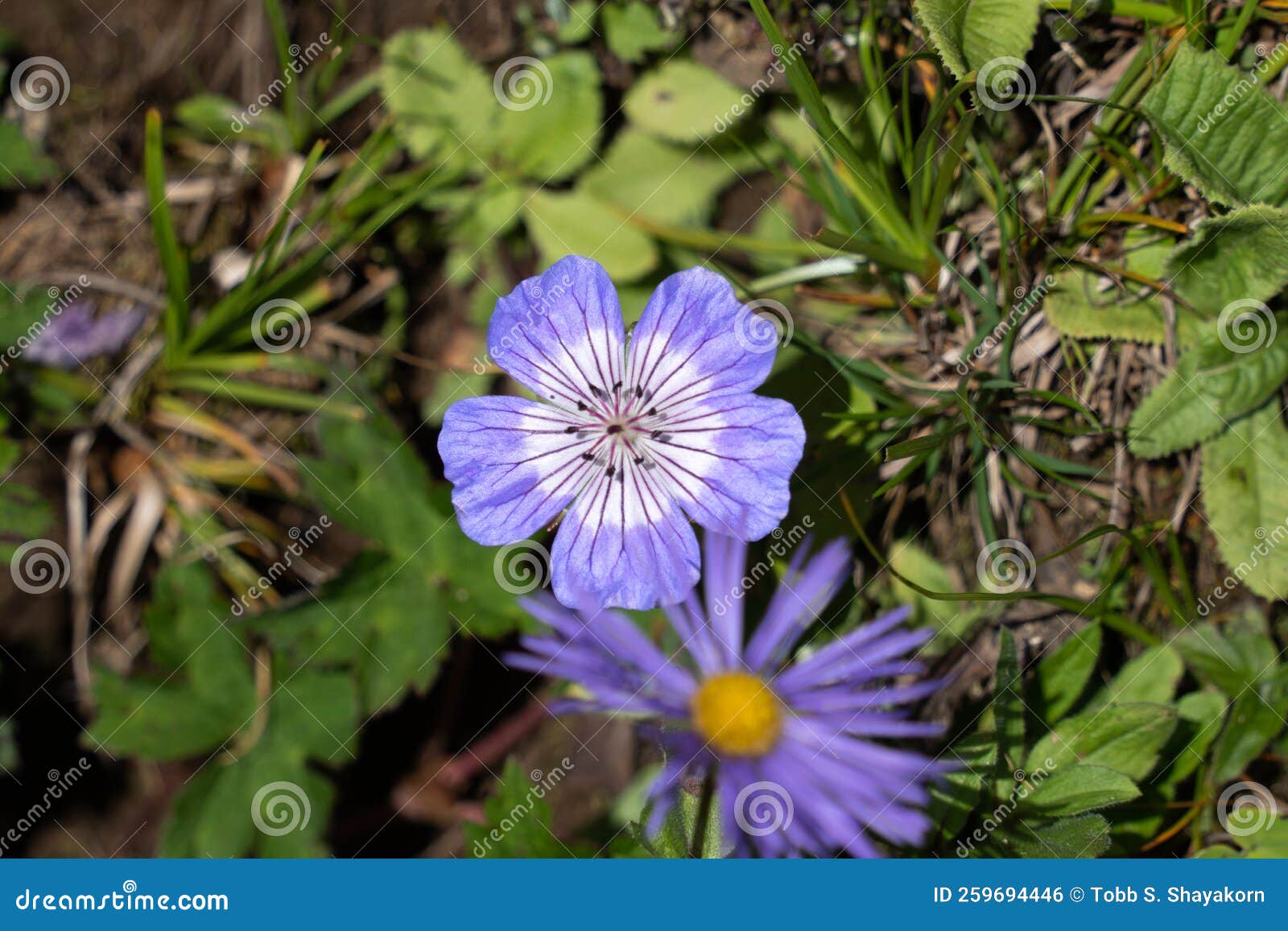 Purple Alpine Wild Flowers Close Up. Stock Photo Image of field