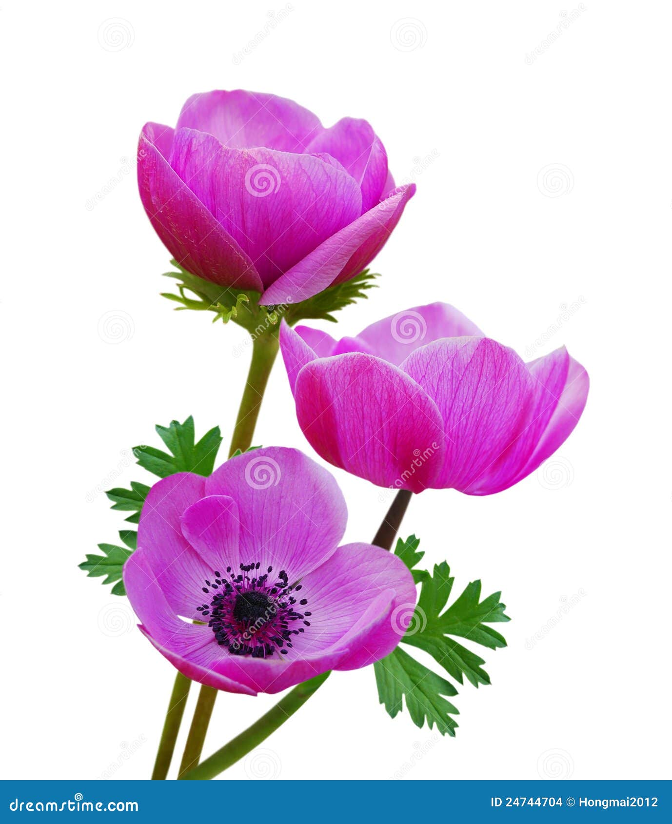 Purple anemone flowers stock photo. Image of florist 24744704