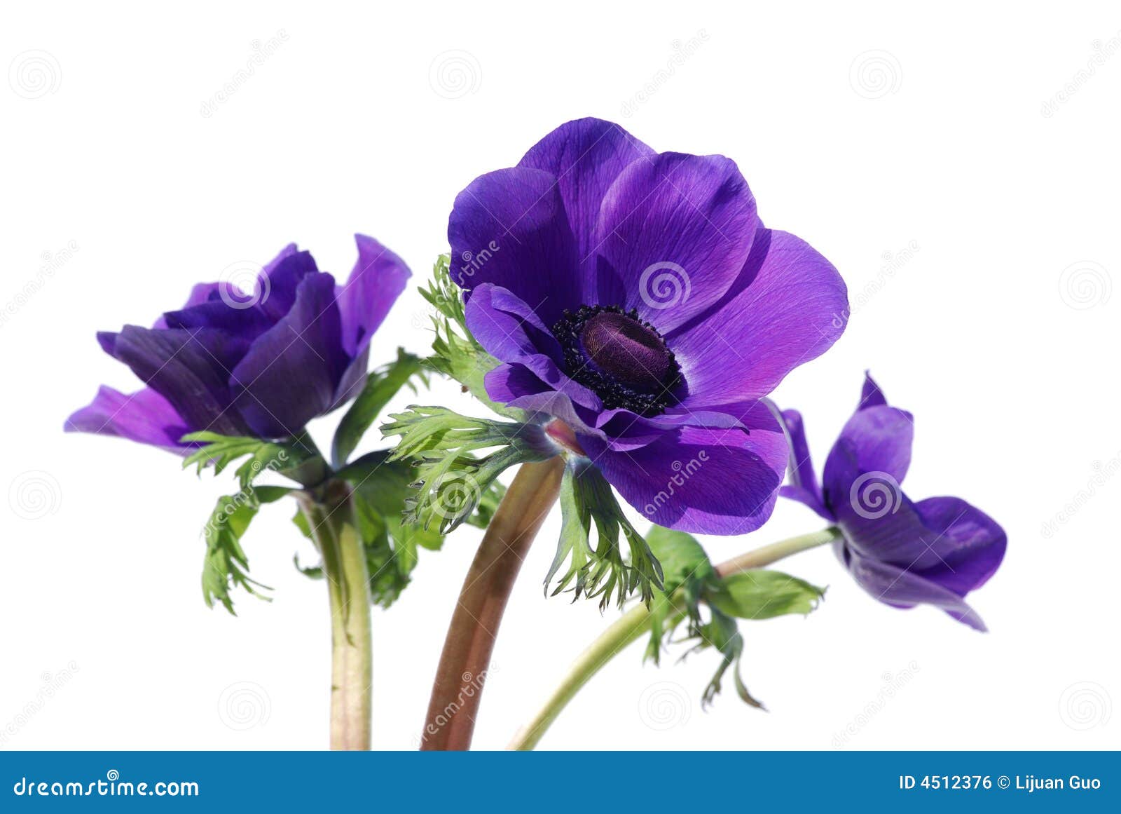 Purple anemone flowers stock photo. Image of garden, spring 4512376