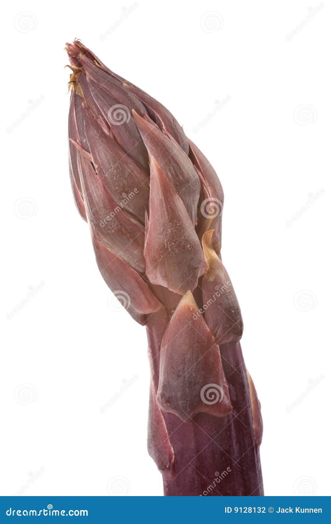 Purple Asparagus Tip stock photo. Image of meal, diet 9128132