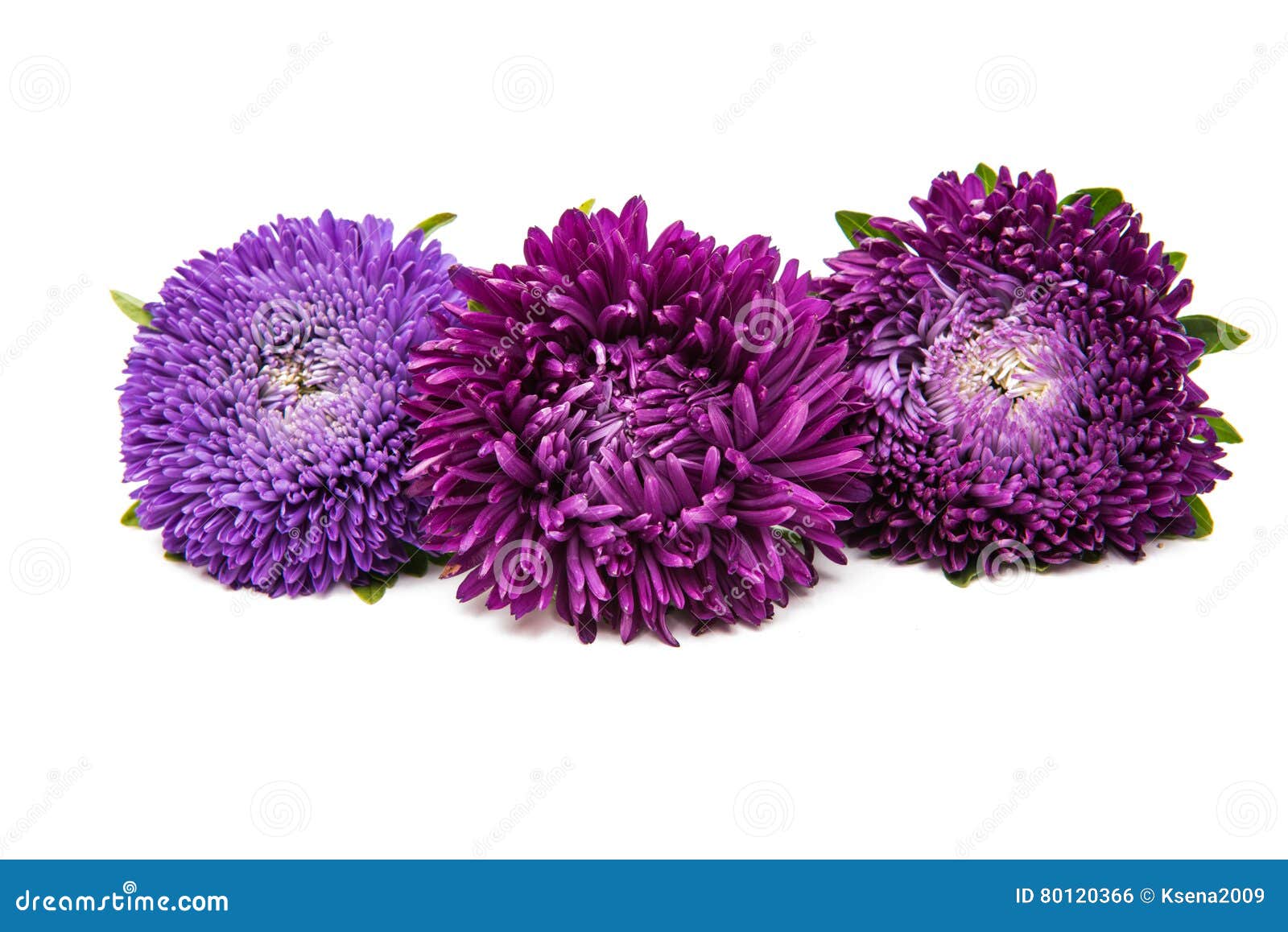 Purple aster autumn flower stock photo. Image of closeup - 80120366