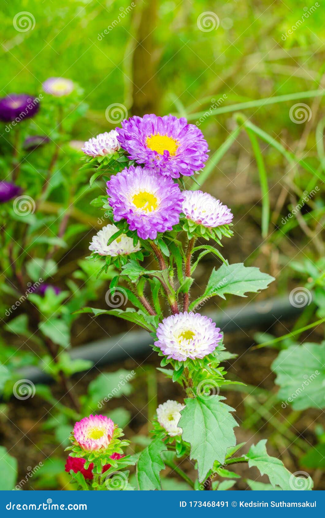 Close Up Of Purple Chinese Aster With Green Leaves Stock Image Image Of Florescence Astern 173468491