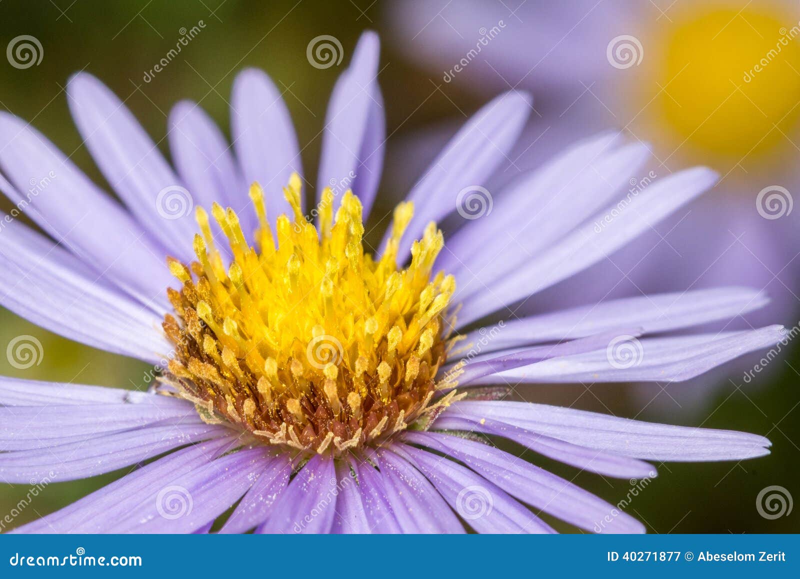 purple aster