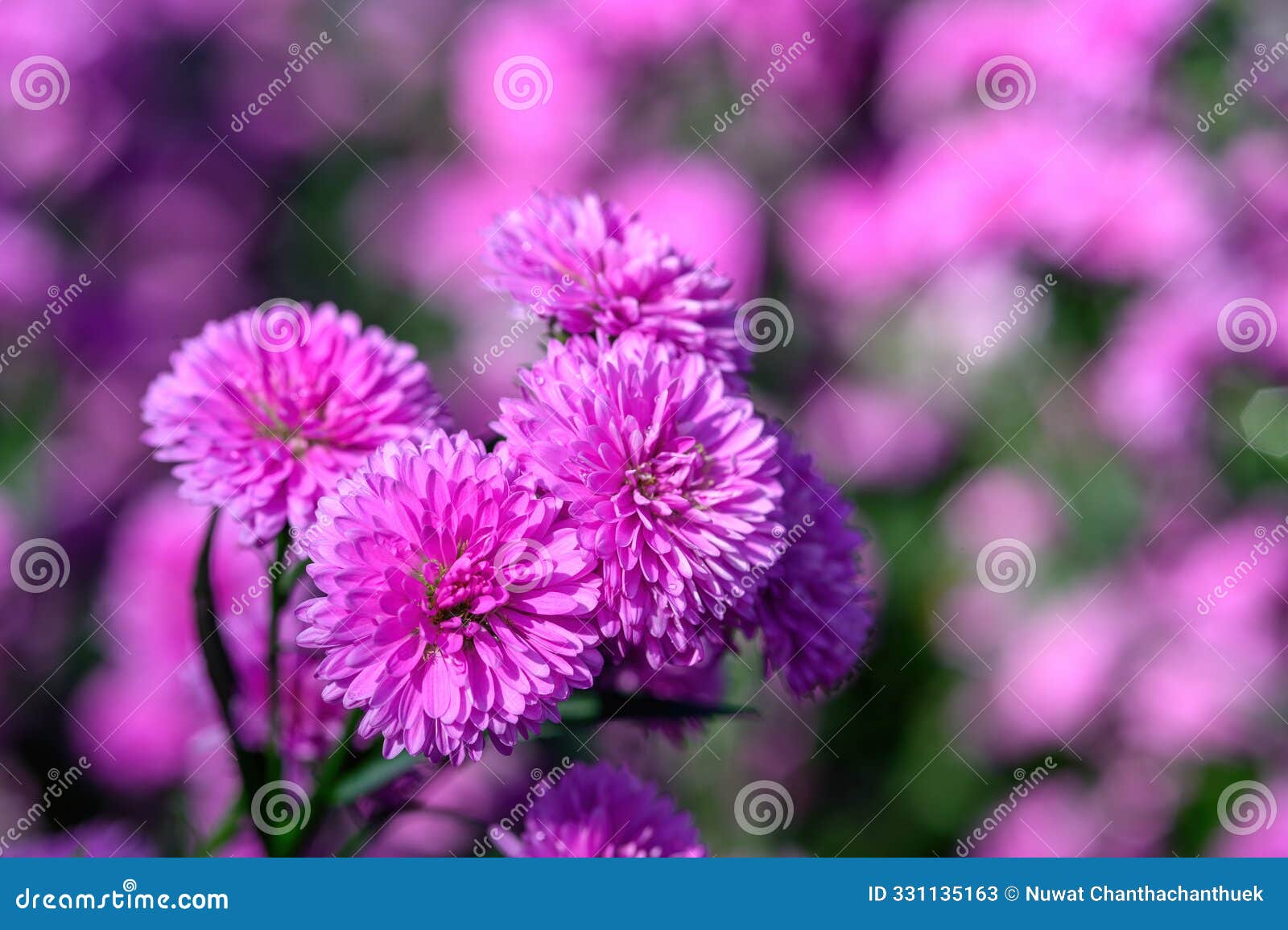 purple aster flower that blooms beautifully in a garden