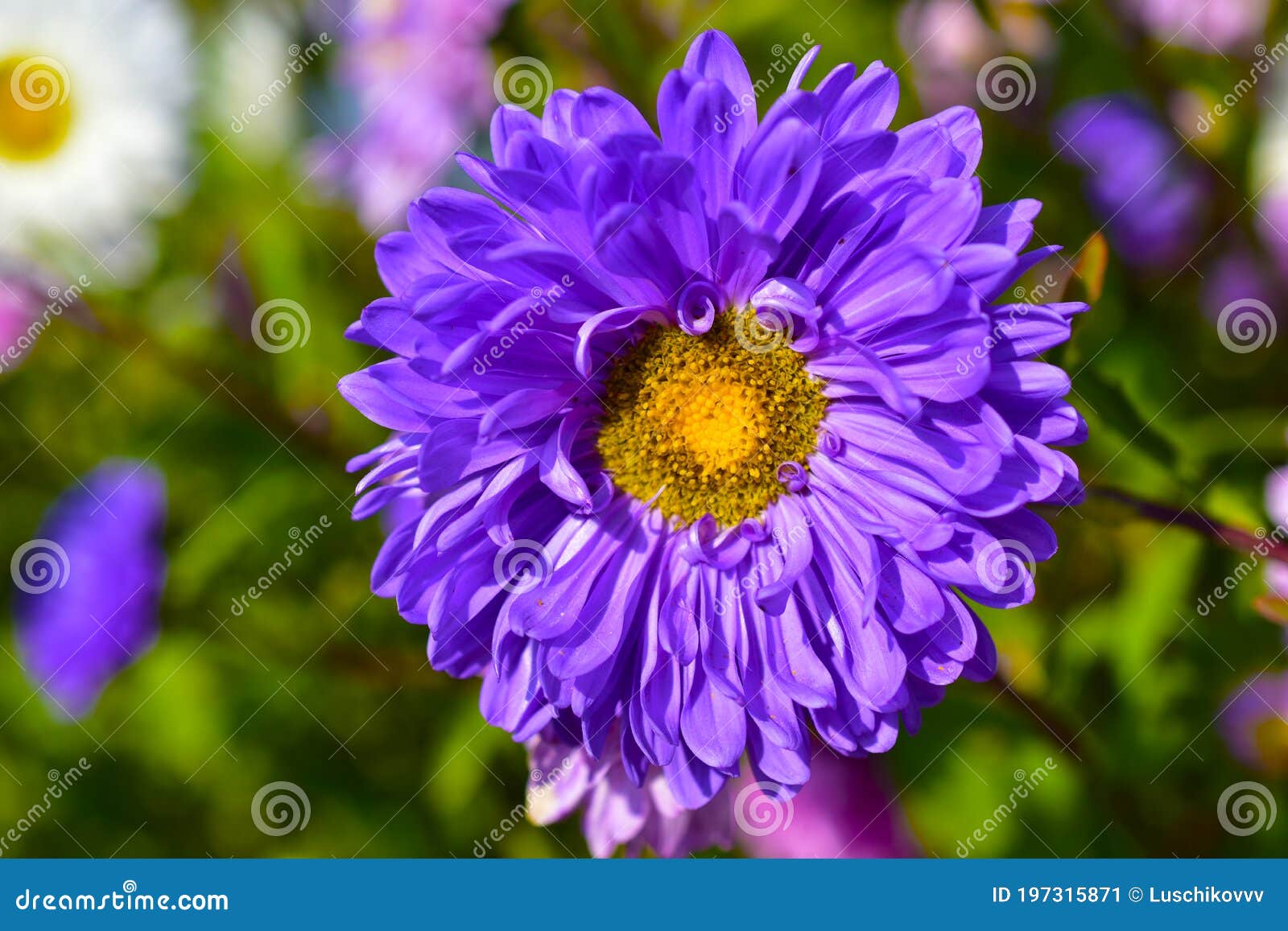 Purple Aster Flower in the Garden on a Bush Stock Image Image of