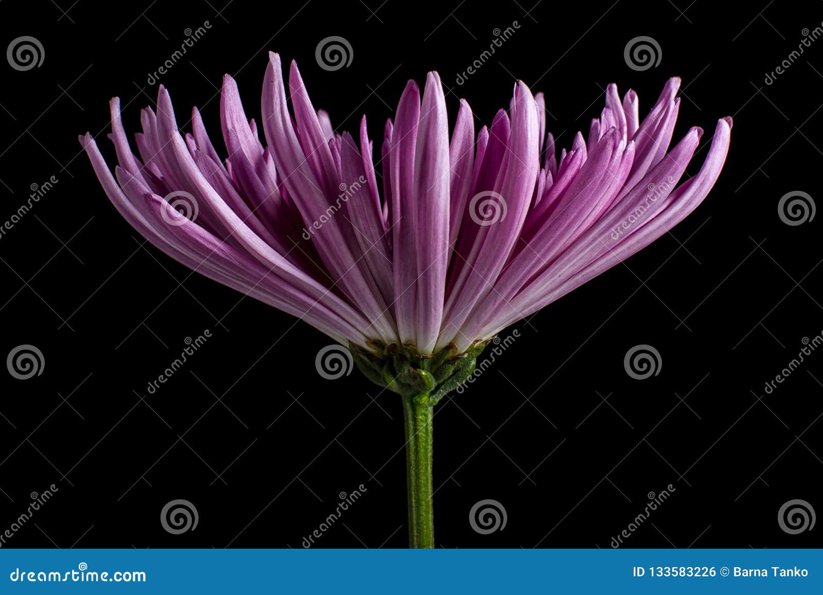 purple aster flower macro