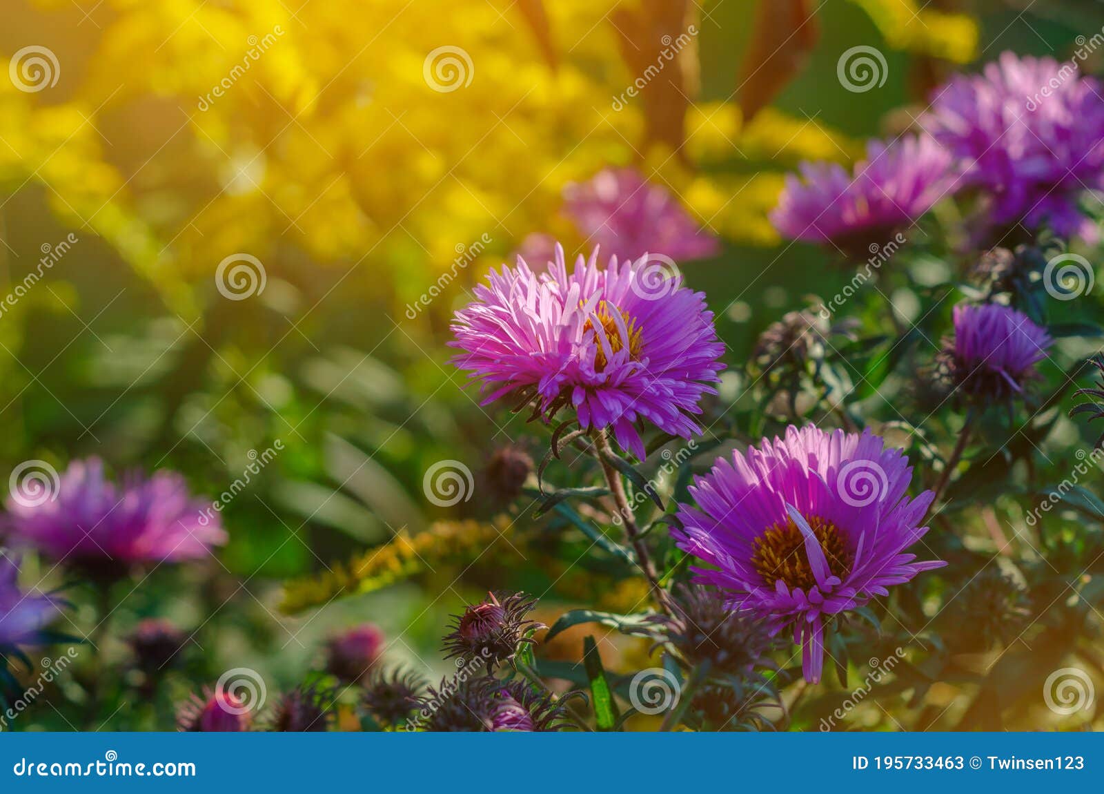 Purple Aster Flowers in the Rays of the Evening Sun Stock Image Image