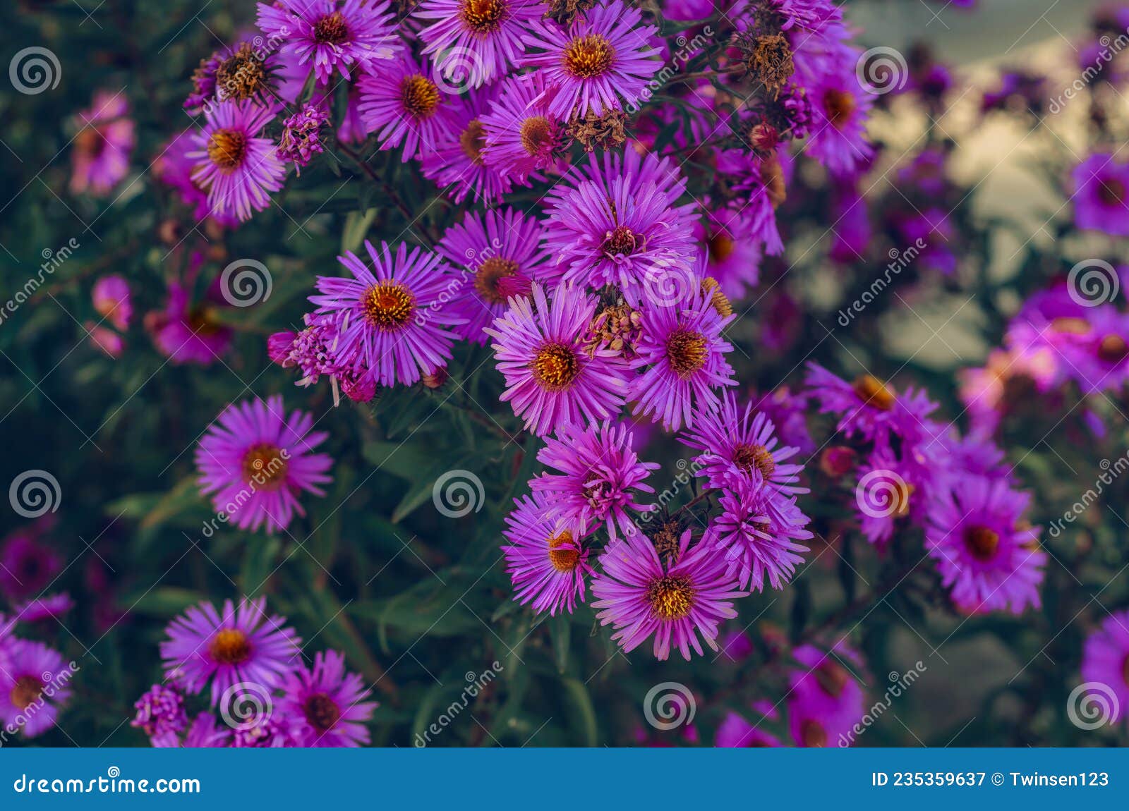 Purple Aster Flowers in the Rays of Sun Stock Image Image of aster