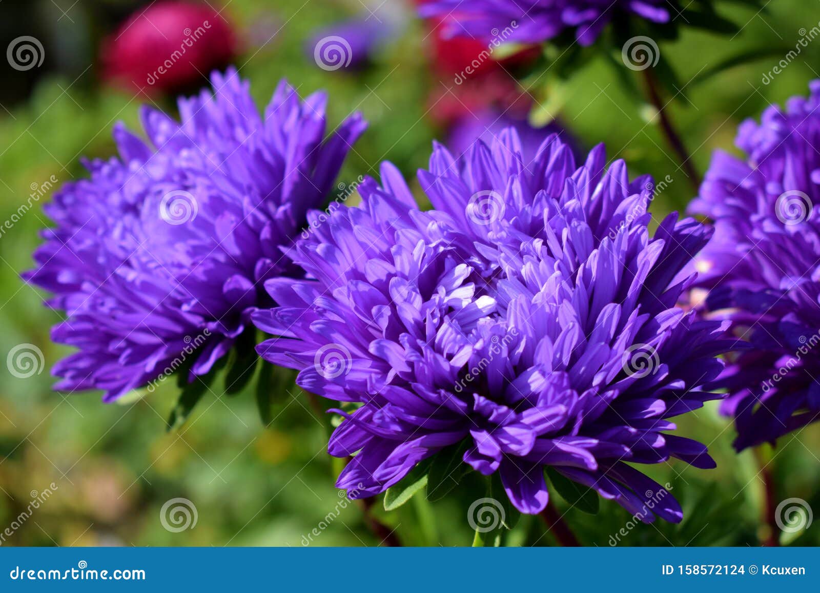 Purple asters stock photo. Image of summer, sunny, violet - 158572124