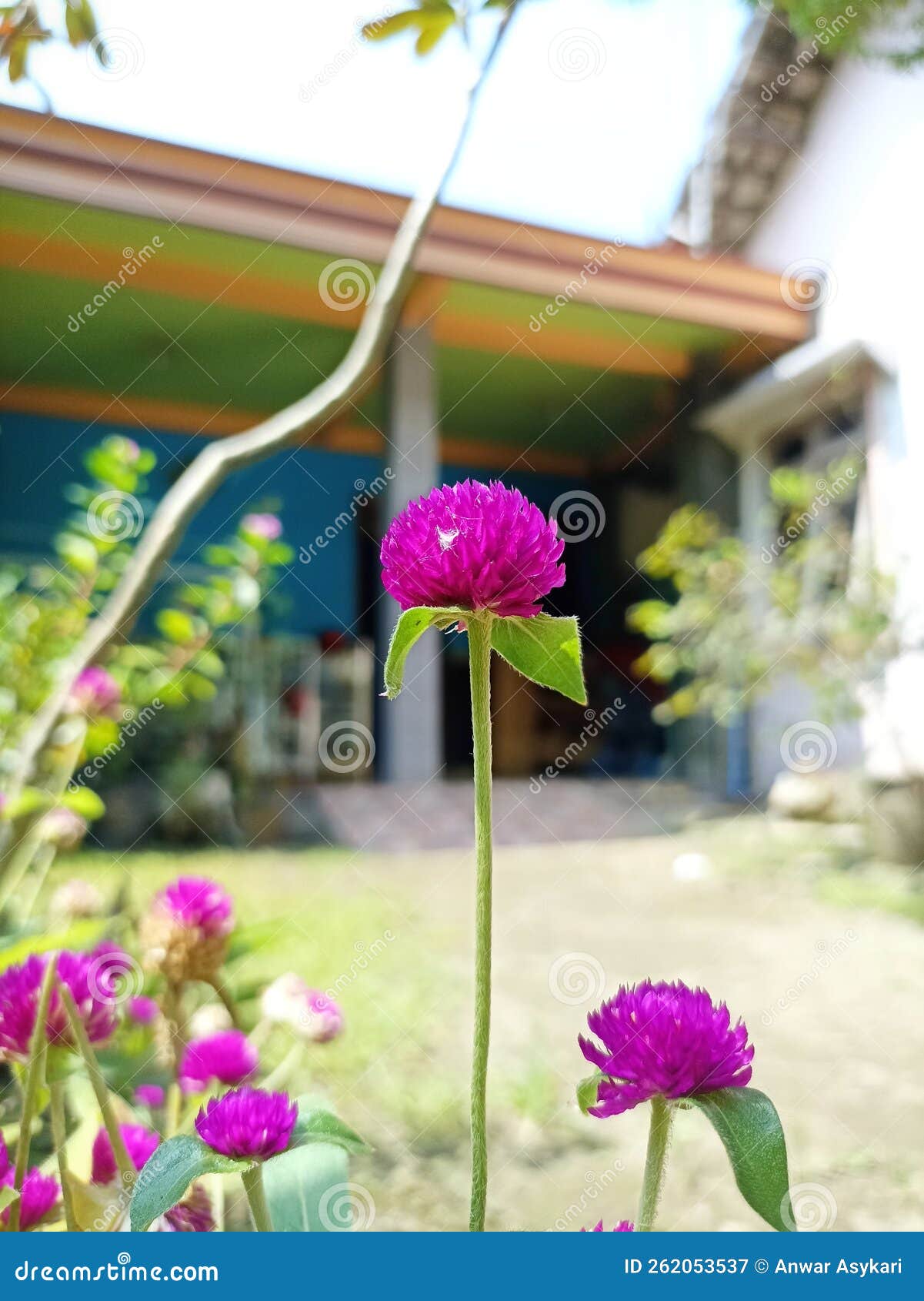 Purple Ballshaped Flowers in My Yard Stock Image Image of green