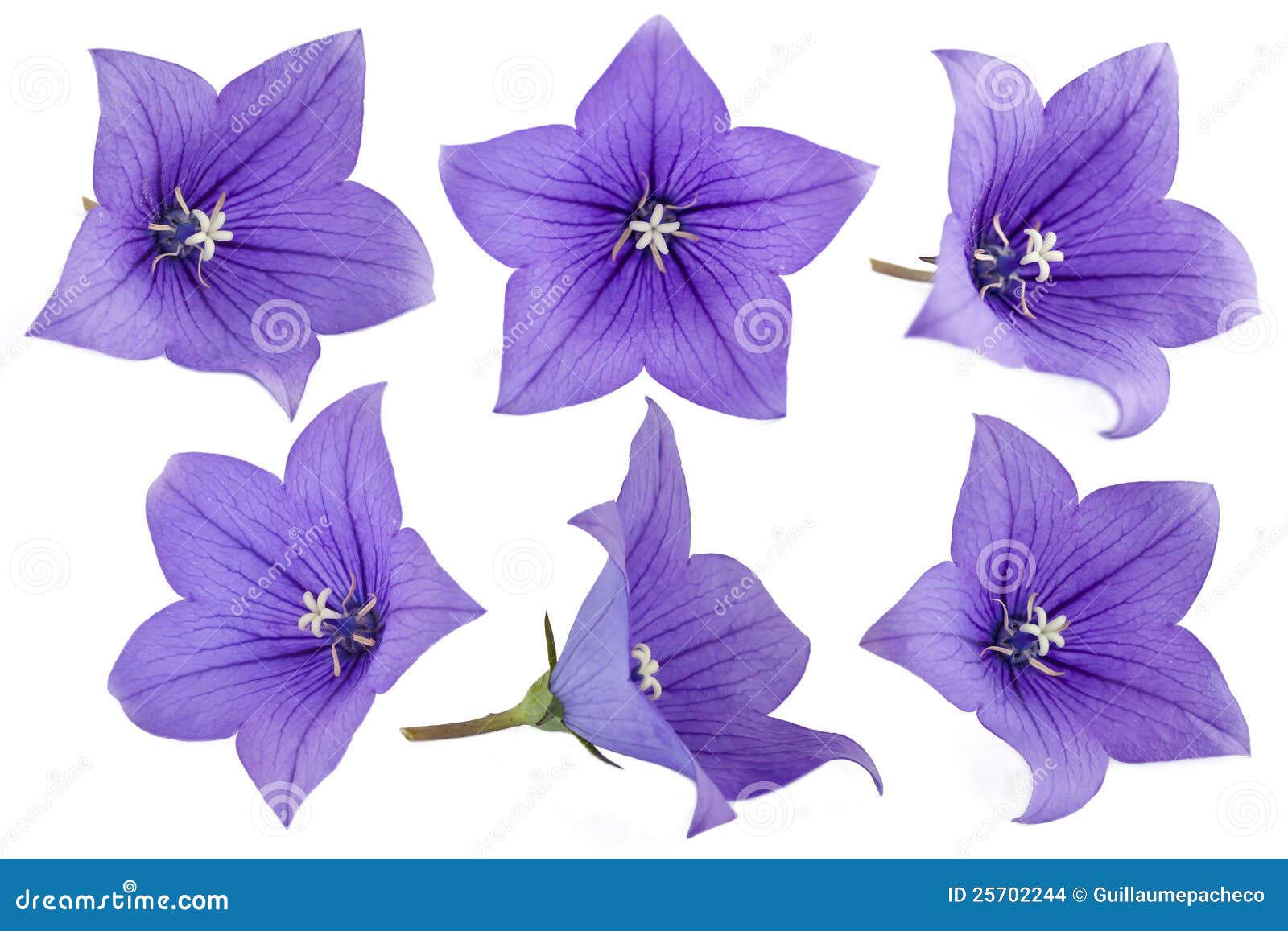 Purple Balloon Flowers Stock Images Image 25702244