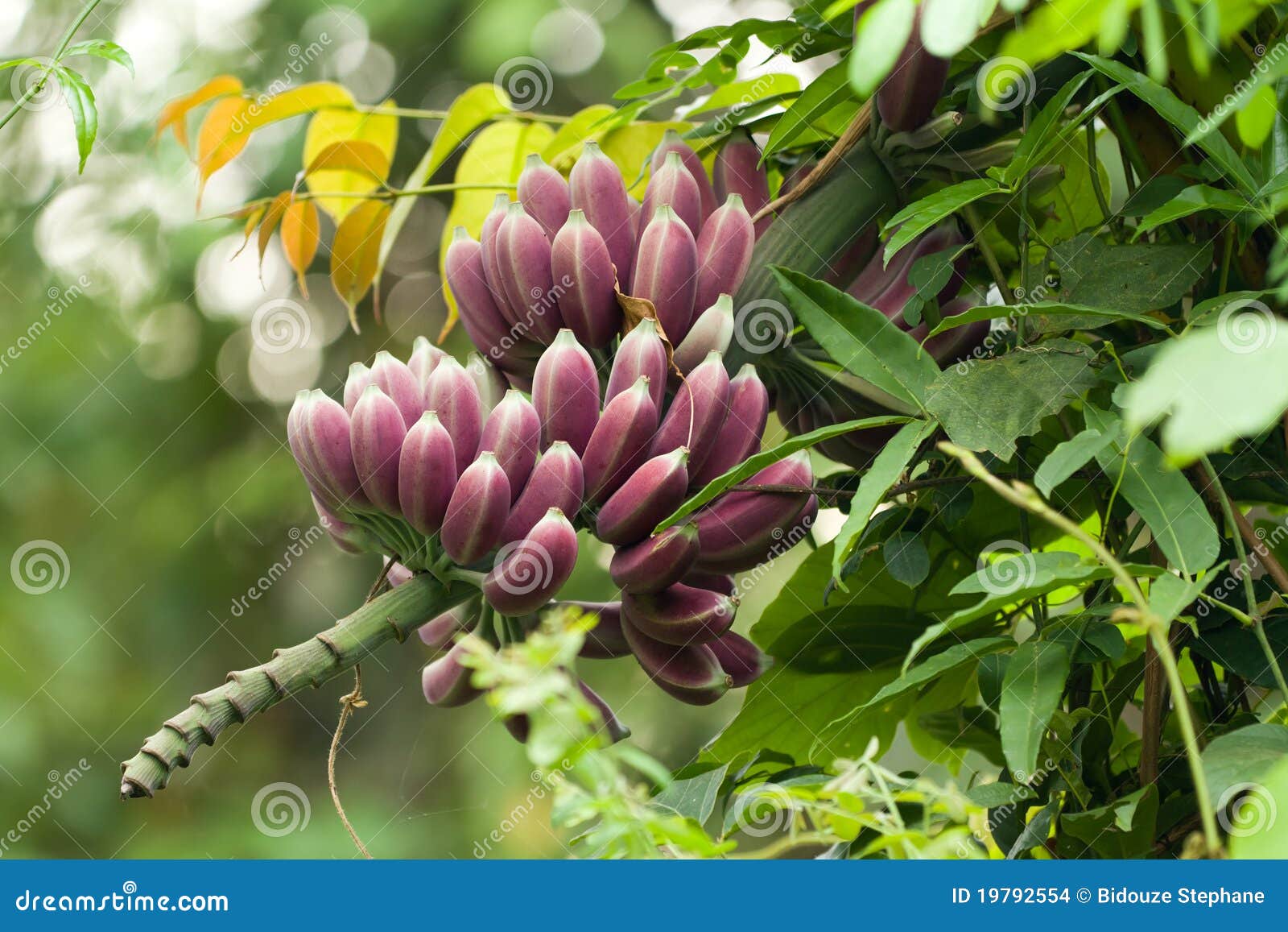 Purple bananas on tree stock photo. Image of tropical 19792554