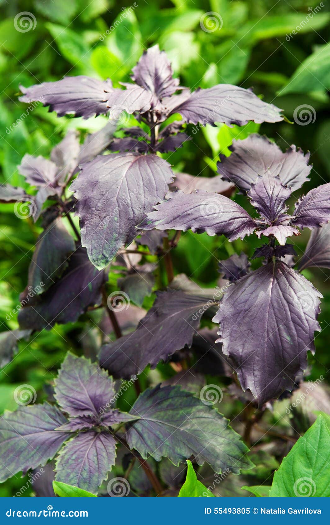 Purple basil stock image. Image of herb, ingredient, flowerbed 55493805