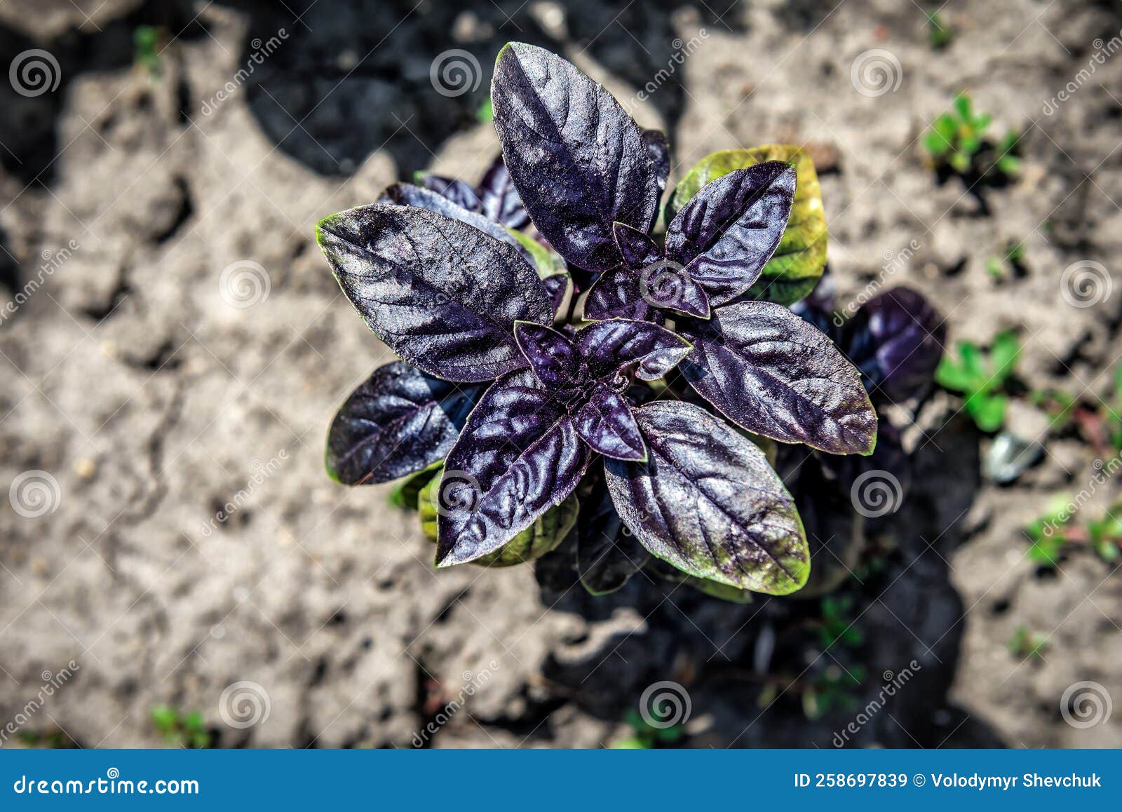Purple Basil Growing in the Garden Stock Image Image of growth, healthy 258697839