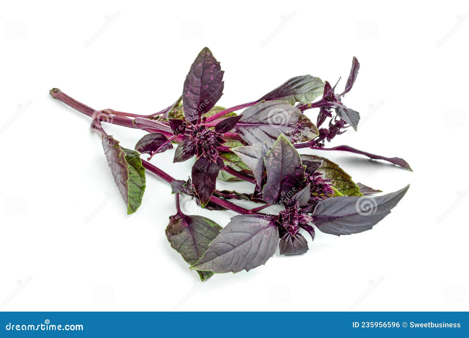 Purple Basil Isolated on White Background Stock Photo Image of tasty