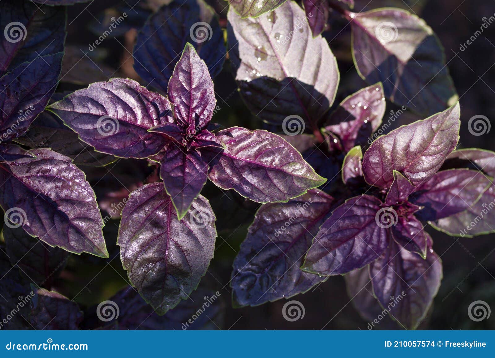 Purple Basil Leaves. Basil Plant Growing in Garden. Stock Photo Image of growth, closeup