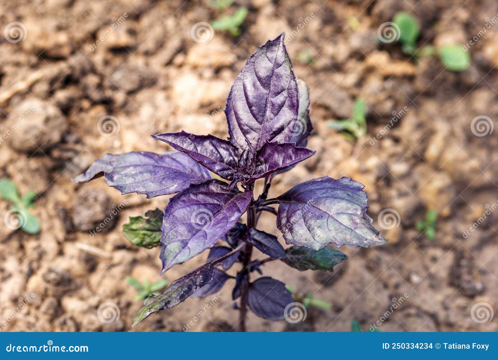 Purple basil on soil stock photo. Image of organic, ocimum 250334234