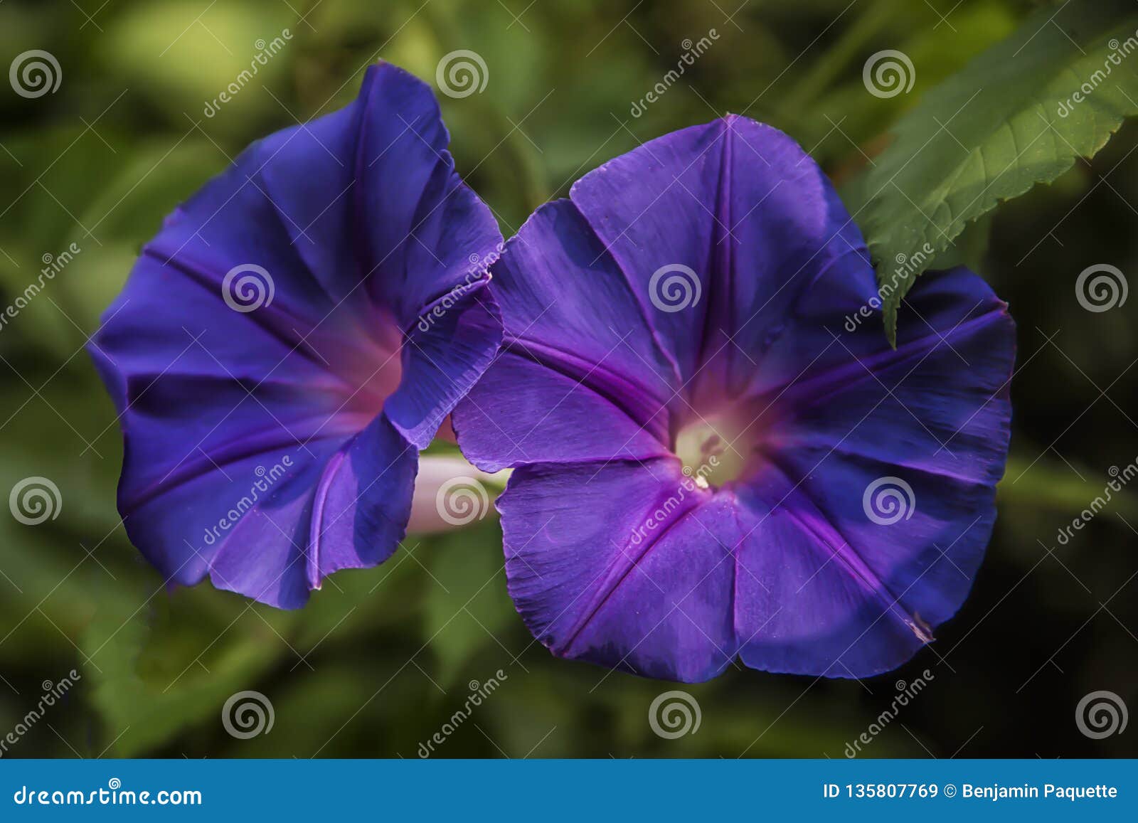 purple beach moonflower at the magnolia plantation in charleston south carolina