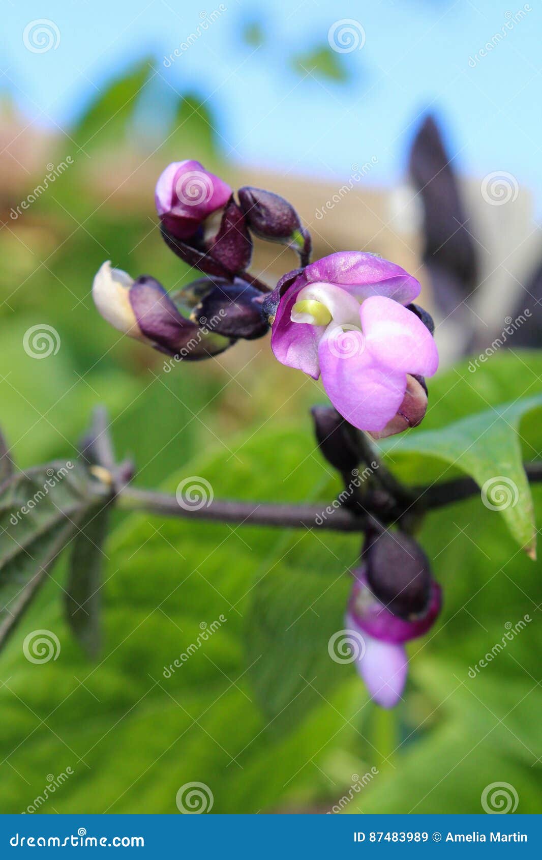 A Purple Bean Flower in a Garden Stock Image Image of climb, floral