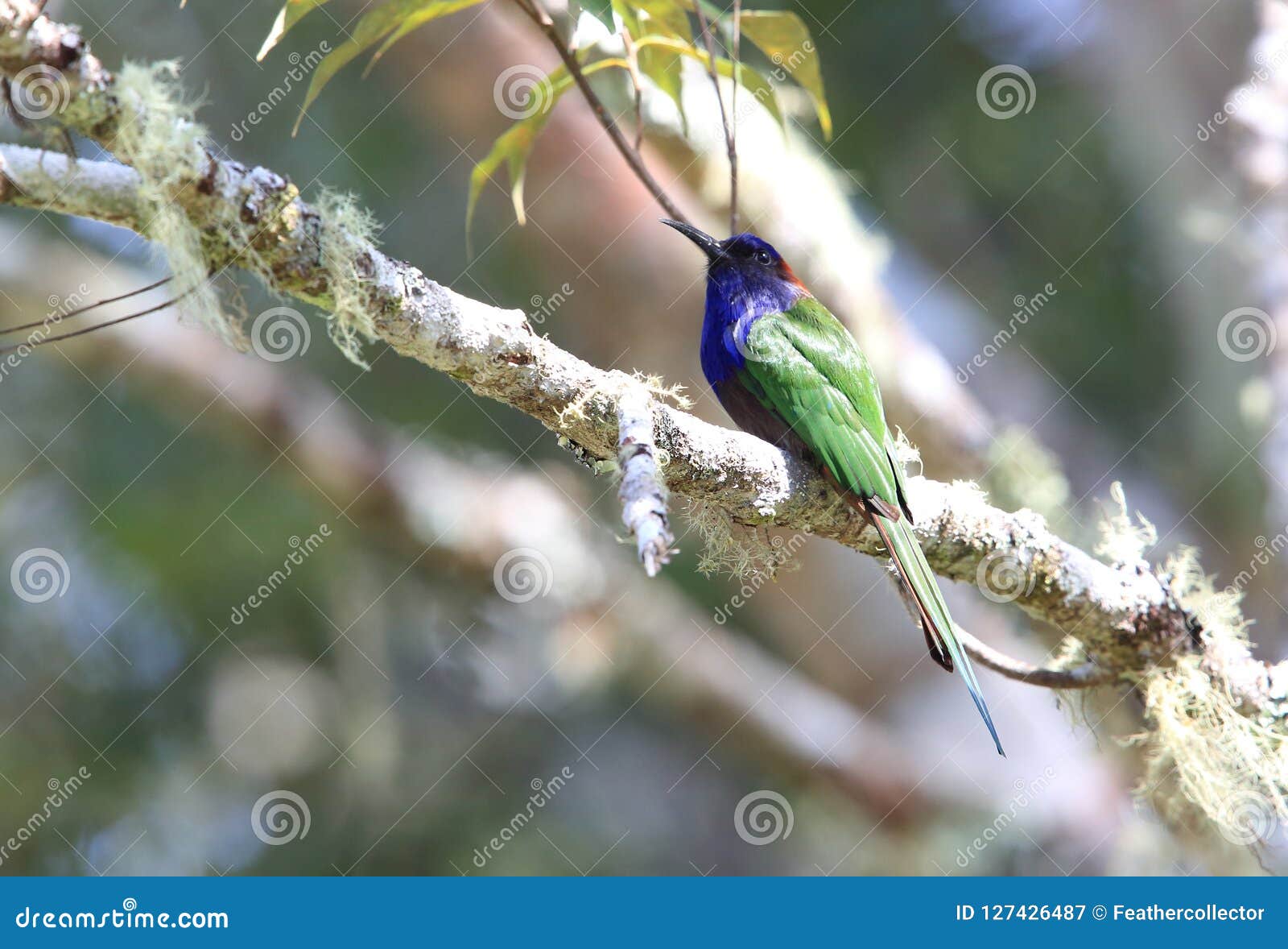 purple-bearded bee-eater in lore lindu national park, sulawesi island, indonesia