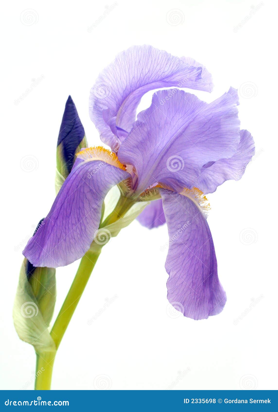 Purple bearded iris stock photo. Image of pretty, detail   20